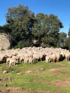 Azienda Agricola Cupeddu Olbia | Prodotti tipici sardi