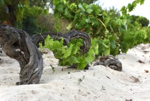 Cantina di Calasetta