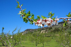 Mandorle di Sardegna