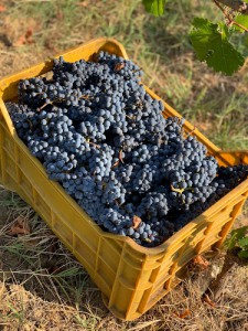 Azienda Agricola Cesaro