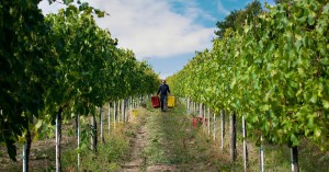 Cantine Gerardo Perillo