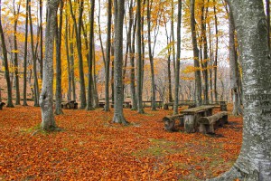 Azienda Agricola Biologia Selva del Duca