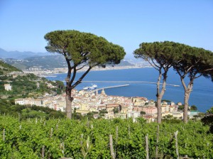 Le Vigne di Raito Az. Agricola Agrituristica Biologica