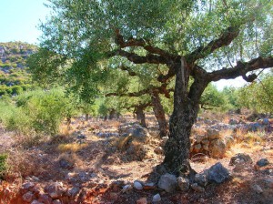 Frantoio oleraio biologico De Ruosi