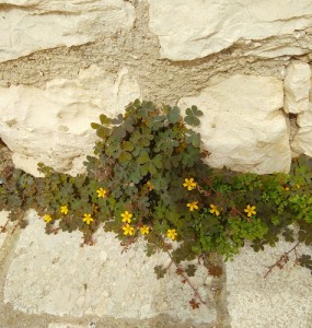 Antica Masseria Carpinelli