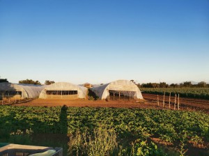 Azienda Agricola Esposito Antonio