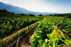 Crypta Castagnara Cantine