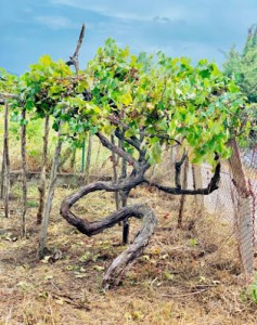 Cantina Casa Setaro - Vesuvius Winery