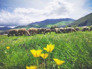 Pecorino di Bagnoli di Di Capua Salvatore