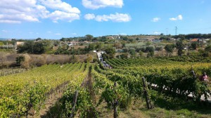 Azienda Vitivinicola Antichi Coloni di Santoro Raffaele