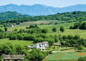 Borgodangelo Società Agricola S. R. L.