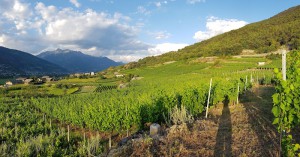 Azienda Vitivinicola Le Clocher di Charrère Danilo