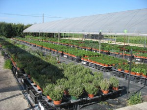 Azienda Agricola La MargheRita