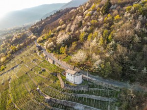 Azienda agricola Franzina vini