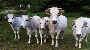 Azienda agricola Personeni Oscar