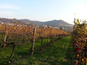 Azienda Vitivinicola e Agrituristica La Tordela