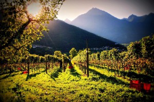 Azienda Agricola Le Terrazze   Societa' Agricola