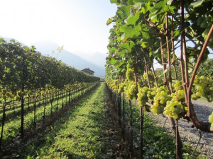 Azienda Agricola 