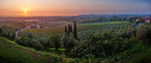 Azienda Agricola Il Brolo