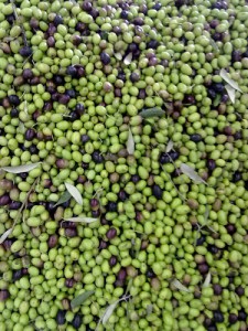 Frantoio Cooperativa Agricola San Felice del Benaco