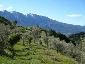 Azienda Agricola Zanetti Roberto