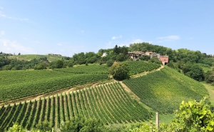 Bruno Verdi - Azienda Agricola Verdi Paolo