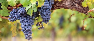 Torrevilla - Produzione e Vendita Vini e Spumanti Oltrepò Pavese