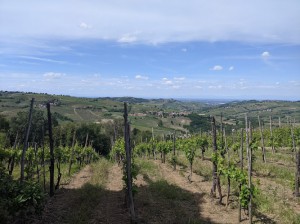 Azienda Agricola SanMichele ai Pianoni