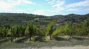 Azienda Agricola Tosi S.S. - Vini e Spumanti