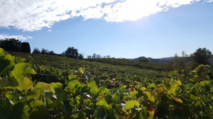 Tenuta Riccardi - Vini dal 1912