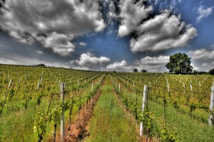 Vigne Olcru - Azienda Vinicola Oltrepo Pavese