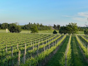 Azienda Agricola Cattani