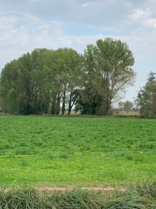 Le Cascine Riboni