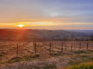 Tenute Achilli Società Agricola