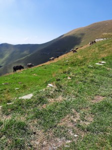 alpe di lenno