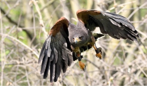 I Falconieri del Feudo