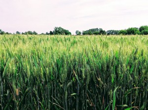 La Corte del Re minore