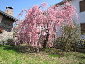 Bed & Breakfast Le 3 Camelie