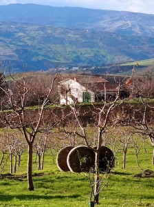 B&B Poggio Marano