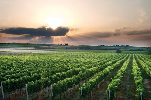 Cantine Borgo di Colloredo