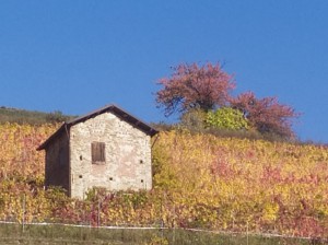 Agriturismo Cascina Fejot