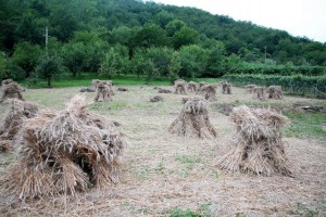 Vallivie' Di Sibilla Vittoria E Zanazzo Lina Snc