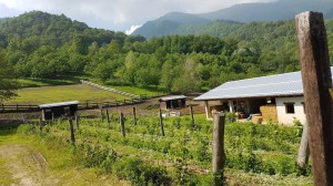 AGRITURISMO IL RICCIO VERDE