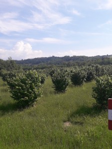 La Locanda Della Quinta Luna