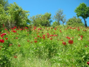 La Peonia del Monte Carnara