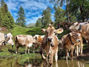 Ecomuseo della Valle del Bitto (all'aperto)