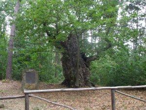 Il Castagno Millenario del Tumajin