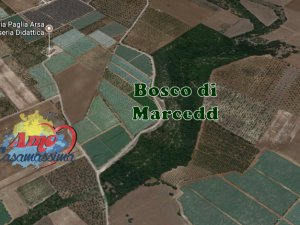 Bosco di Marcedd