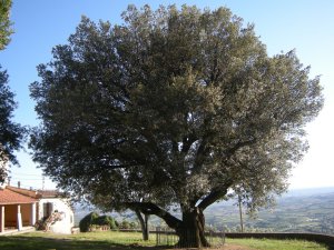 Leccio di Faltognano - Albero monumentale