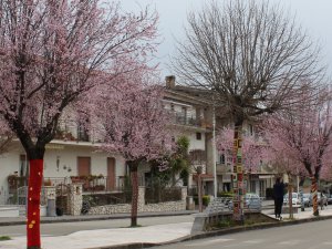 Viale Yarn bombing 